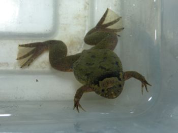 Media type: image;   Herpetology A-148034 Aspect: dorsal